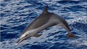 熱帶斑海豚（https://youtu.be/cQ3Uu0GDcCM）