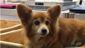 ED
寵物冰暖床 毛小孩也能冬暖夏涼
台北市養狗達15萬多隻、養貓12萬多隻，商機龐大，市
場出現因應極端氣候的寵物冰暖床，讓主人不用花大錢
開空調，毛小孩也能冬暖夏涼、延長壽命。
中央社記者楊淑閔台北攝  105年4月3日