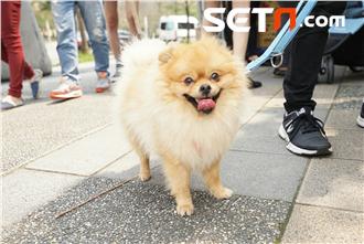 貓、狗、2016台北春季世貿三館寵物展（圖／攝影林敬旻）