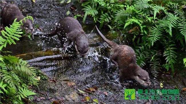 兒童節到動物園　別錯過小爪水獺寶寶