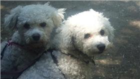 ▲見狗親熱起色心。（圖／攝影者Hannah and Simon, Flickr CC License）
https://www.flickr.com/photos/hannah_and_simon/9464810731/