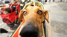 2016台北春季寵物用品博覽會、狗
攝影：林敬旻