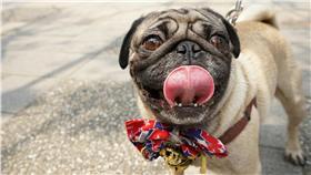 2016春季台北寵物用品博覽會、狗
圖／記者林敬旻