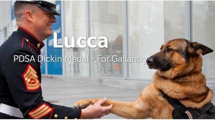 士兵的救命恩狗　退役軍犬獲迪金勳章