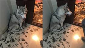 毛小孩,哈士奇,雪爺是個擁有正能量的小妞 微博