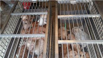 桃園破非法繁殖場　種犬全送養