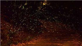 南寮螢火蟲。（圖／部落客強尼帶球提供）