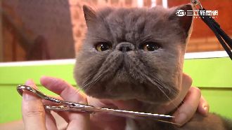 想模仿方頭獅？「方臉貓」萌的好療癒