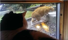 貓,camillashYouTube）
https://www.youtube.com/watch?v=65JK2UHoPL8
