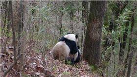 熊貓　圖／翻攝自陝西傳媒網
