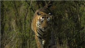 老虎MUNNA／翻攝自Kanha National Park
