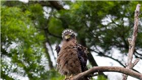 ▲春季觀音山賞鷹　體驗手繪猛禽生態趣味（圖／觀光局北觀處）