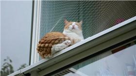 菠蘿麵包貓
https://twitter.com/Da_Ram_/status/718670153941016576