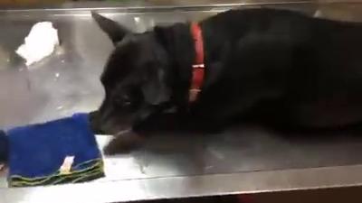 土地糾紛牽連無辜　他控鄰毒害毛小孩