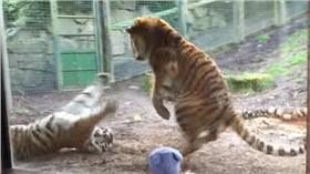 老虎起床氣~
https://www.youtube.com/watch?v=p8f-dwURY20