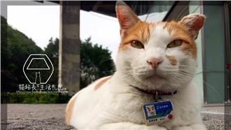 環境壓力大！貓纜貓站長咪咪退休養老