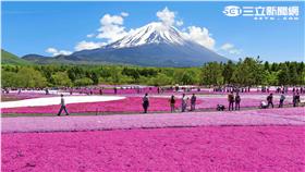 日本關東地區規模最大的80萬株芝櫻同時盛開。（圖／富士芝櫻祭提供）