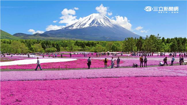 粉紅花海蔓延山腳　富士芝櫻祭開跑
