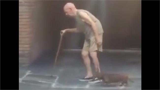 貼心毛小孩！緊緊相隨行動不便老主人