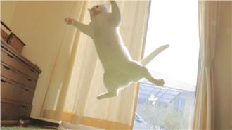 超萌舞者！白貓「無重力跳躍」開大絕