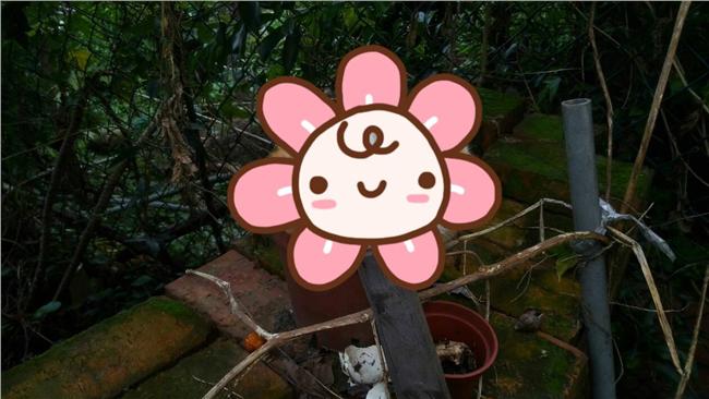 澆水日常發現新盆栽！原來是貓貓品種