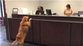 黃金獵犬、Gracie（翻攝自Nancy Black YouTube）