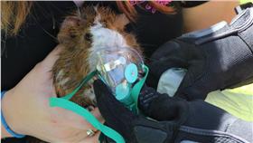 ▲消防員救天竺鼠。（圖／翻攝自《The Dodo》網站）