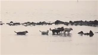 影／為一頓飯　浪犬結伴天天渡河覓食