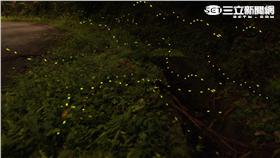 北市大地處將於4月23日晚間推出免費溪溝賞螢生態導覽服務。（圖／北市大地處提供）