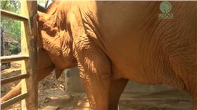 ▲眼盲大象痛哭6小時。（圖／翻攝自YouTube）
https://www.youtube.com/watch?v=ZzDDQrIajHE