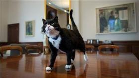 貓,https://www.facebook.com/Battersea/photos/pcb.10154212550539708/10154212546249708/?type=3&theater