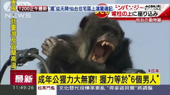 「猩」從天降！仙台上演猩猩逃走中