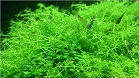 日韓最夯植物保養成分一次蒐羅！搞懂就能選擇適合自己的保養品