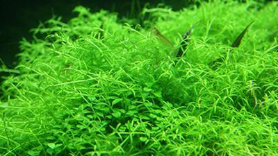 日韓最夯植物保養成分一次蒐羅