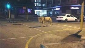 約翰尼斯堡,治安,獅子,(推特https://twitter.com/zerojirou/status/720438631131783169)