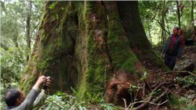 檜木,神木-林務局提供
http://www.forest.gov.tw/ct.asp?xItem=78380&ctNode=1787&mp=1