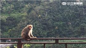 台灣獼猴