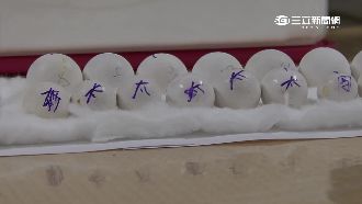 走私「金剛鸚鵡蛋」　不小心先孵化啦