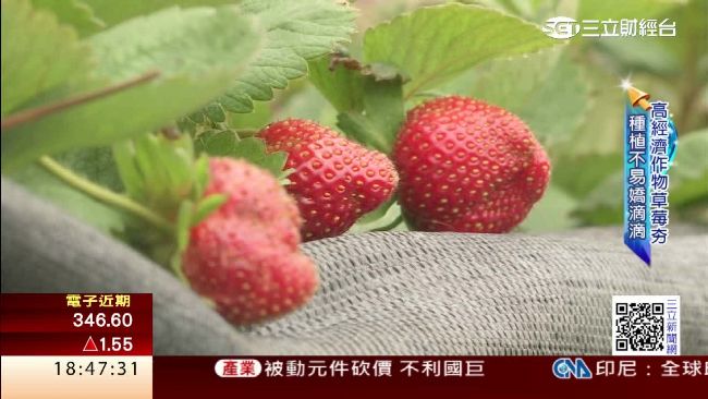 春天也能吃到！廢玻璃種草莓好處多多