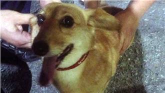 狗走失被送警局　趁機落跑害警記申誡