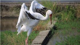 西伯利亞白鶴,保育類▲圖／翻攝自金山小白鶴臉書