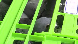 漁船走私215隻賽鴿　市價逾三千萬