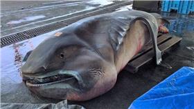 日本,地震,餘震,三重縣,前兆,深海巨口鯊(推特 https://twitter.com/LINEfollowme/status/721093700508524544)