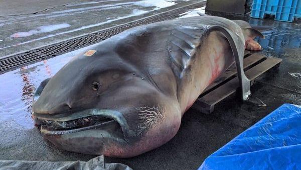 日釣起深海巨口鯊　專家：大地震前兆