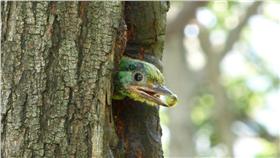 五色鳥 台北市政府提供