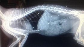 貓咪,中槍／翻攝自網路