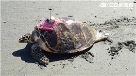 ▲海中飛翔！台灣首隻標放玳瑁「阿飛」現蹤印尼（圖／林務局）