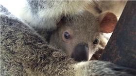 無尾熊寶寶/台北市立動物園