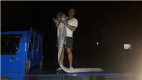 民眾張嘉安凌晨在臉書「就是愛台東」PO出地震魚照片（圖／就是愛台東臉書）