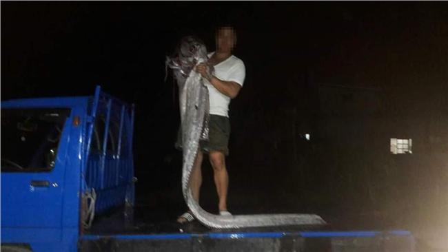 圖／巧合？台灣也驚見3米地震魚